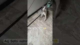 🐶 crazyJack 🐶#doglover #viralshort #pets #funny #viralshortdogshorts #cute  #love