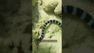 How water snakes avoid eagle attacks 🐍 🦅