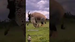 Very #Brave #antelope #beating #leopard badly and save your #life. #challenge #tigers #lion #yt #new