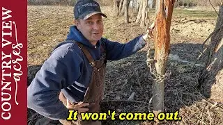 Back to work cleaning out the old fence line - Trees covered in Vines & The Impossible Fence Post