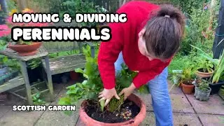 Side Garden Makeover | Dividing & Moving Perennials for a Fresh Look