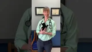 Kitten care