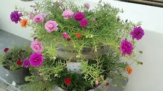 How to grow Table rose/Moss plant/10 clock plant