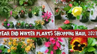 YEAR END WINTER PLANTS SHOPPING HAUL 2021 | DECEMBER WINTER PLANTS SHOPPING HAUL 2021