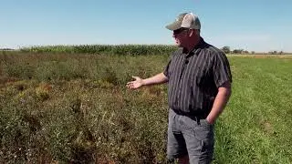 Plot shots Sept 3 2019 Fall weed management tactics