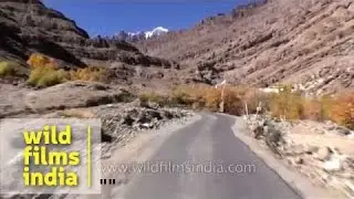 Chortens en route Hemis monastery, after crossing Indus River