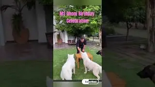 MS Dhoni Birthday Celebration With Pet Dogs