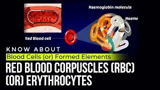 Red Blood Corpuscles (RBC) or Erythrocytes | Blood cells or formed elements