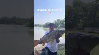 Massive Carp‼️ #carpfish #fish #shortsviral #shorts #viralshorts #fishing #freshwaterfish #like #fyp