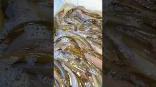 Watch the horn fish jump