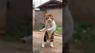 plaising du chats 🙏🙏🙏🙏🙏🙏🙏🙏🙏🙏🙏🙏🙏🙏🙏