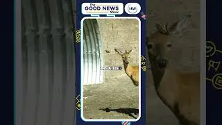 Good News Show Episode 14 #goodnewsshow #positivestories #climategoodnews