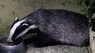 Badger. Meles meles