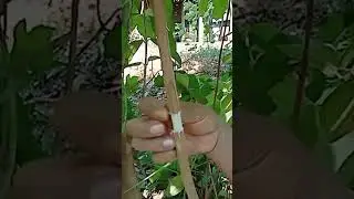 A256 Best method of breeding guava by cucumber fruit #grafting #fruit #plant #shorts #easy #YouTube
