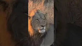 #lion #wildlife #animalworld #natureencounter #younglion