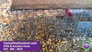 Pigeon Trapping Program