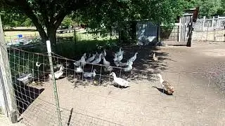 Ancona Ducks