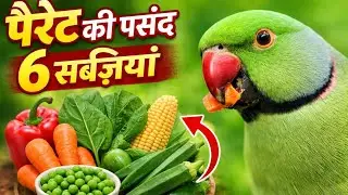 👉 पैरेट को ये 6 सब्ज़ियां बहुत पसंद हैं 🦜 Healthy Parrot Food Guide Parrot ke 6 Favourite Vegetables