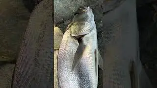Solid Jewfish #fishing #sydneyfishing #mulloway #flathead