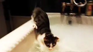 Funny Cats Afraid of Water 😹 (FULL) [Funny Pets]