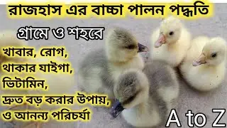 রাজহাঁস পলন পদ্ধতি, কিভাবে  রাজহাঁসের বাচ্চা পলন কোরবেন,রাজ হাসের বাচ্চার খাবার, রোগ,ভিটামিন,সবকিছু