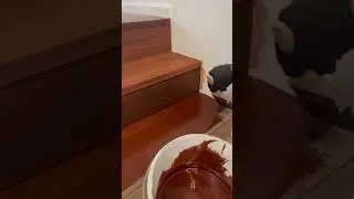 How to apply Stain on Stairs