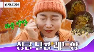 향기로 먼저 반하는 과일, 장성 레드향! 🍊｜260114 6시 내고향