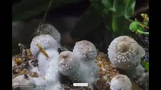 Ink cap mushroom time-lapse - Coprinellus Radiata - Fungi - Forest