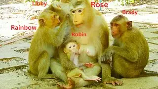 WOW! Finally, Monkey Rainbow & Monkey Brady came to take care of Mom Monkey Rose with each other