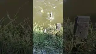 mancing ikan bandeng paling gokil