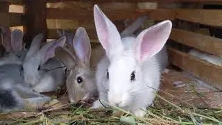 Rabbits and their Bunnies🌿🌿☘️☘️🐰🐰☘️☘️🌿🌿🐇🐇their  not  Time of break  Always need to eat and more 