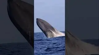 One of the only shots in the world of a Blue Whale BREACHING! #shorts #amazing