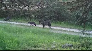 Researcher says wolf population in Washington is likely larger than estimates