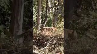 Pench Tiger Reserve||Jungle Safari me denst forest grass me chalte Leopard ki bumper sighting hui||