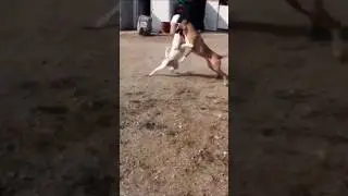 ⚠️ Este perro est&aacute; dispuesto a morir peleando ⚠️ #perros #shorts #animales