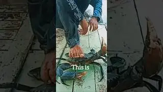 𝗚𝗶𝗮𝗻𝘁 𝗖𝗿𝗮𝗯 🦀 | 𝟮𝗸𝗴 चा चिंबोरा 🦀#shorts #khekda #khekda #crab #shortsvideo #ytshorts #shortsfeed