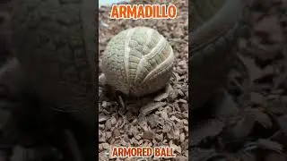 Animals with built in weapons pt4🗡️#defence #facts #dangerous #animals #shortsfeed #fypage #viral