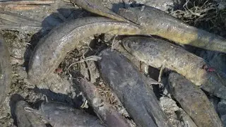 Hand Fishing ! Smart Boy Catching Fish By Hand  Fishing video 2020