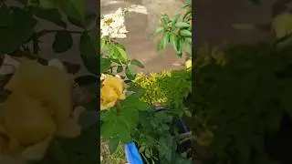 soft pruning.🌹 care tips #shorts #shortvideos #gardening #viral_video #youtubeshorts #rose