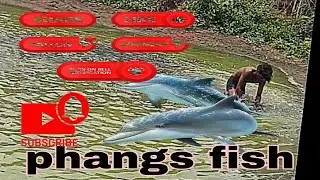 phangs fish forming॥॥ (ಮೀನುಗಾರಿಕೆ )#catchbigfish #fishing #viralvideo