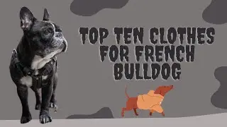 Top ten clothes for French Bulldog |  The 10 Best Clothes for Your Furry Friend | Pet Knowledge Zone