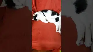 Aww #cat #cats #cute #cuteness #cutenessoverload #cutenessoverloaded #awwanimals #animal #animals