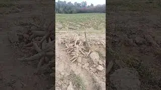 High-quality starch #farmers #cassava