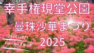 幸手権現堂公園 曼珠沙華まつり2025に行ってきた！