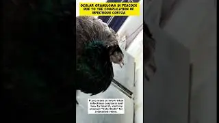 Ocular Granuloma in Peacock || Infectious Coryza