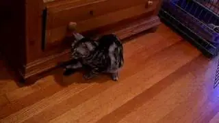 ren chases her tail