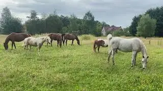 Capiro (hengst) bij kudde merries natuurlijke dekking Sylver Moon I