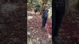 Best trek inside binsar wildlife sanctuary with foreigners guests. #binsar #trekking #london #nature