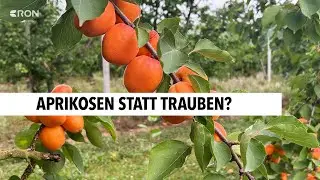Weinkonsum in Rheinland-Pfalz gesunken | RON TV