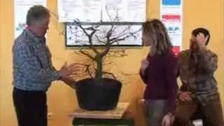 Walter Pall - Tree critique (Carpinus betulus)